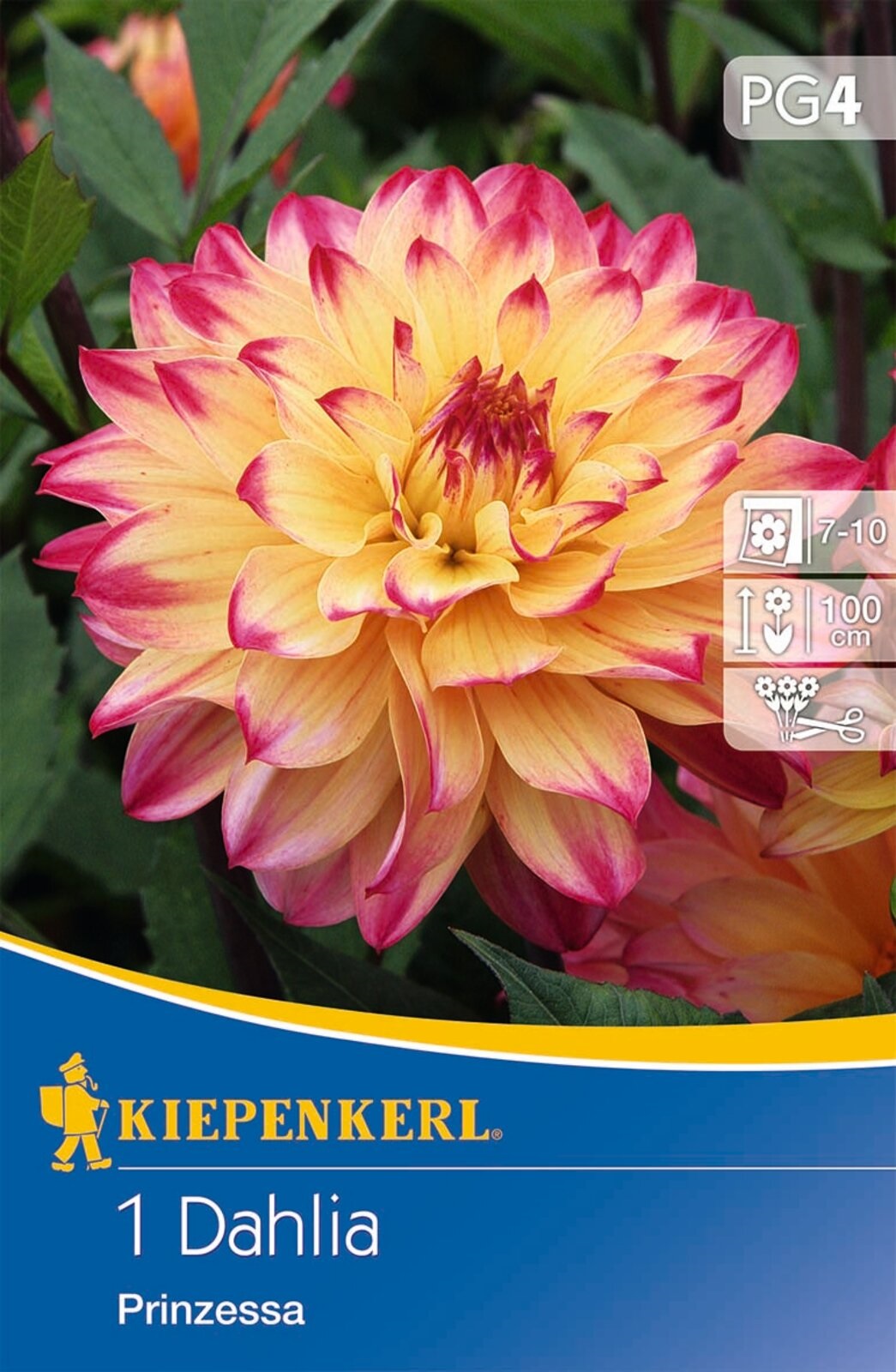 Flower bulb Dahlia Prinzessa (yellow-pink) Kiepenkerl 1 pc