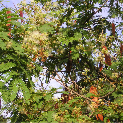 Albízia voňavá (Albizia odoratissima) 5 semien