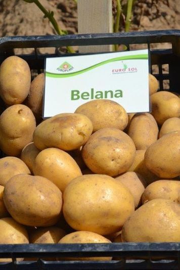 Burgonya vetőgumó "Belana" 50 db