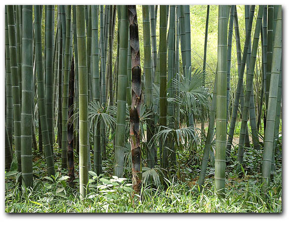 Moso bambus (Phyllostachys pubescens) 5 semien