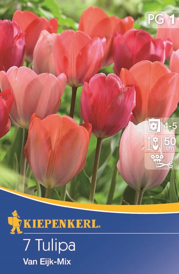 Tulipánové cibule Darwin-hybrid, Kiepenkerl Van Eijk Mix 7 ks