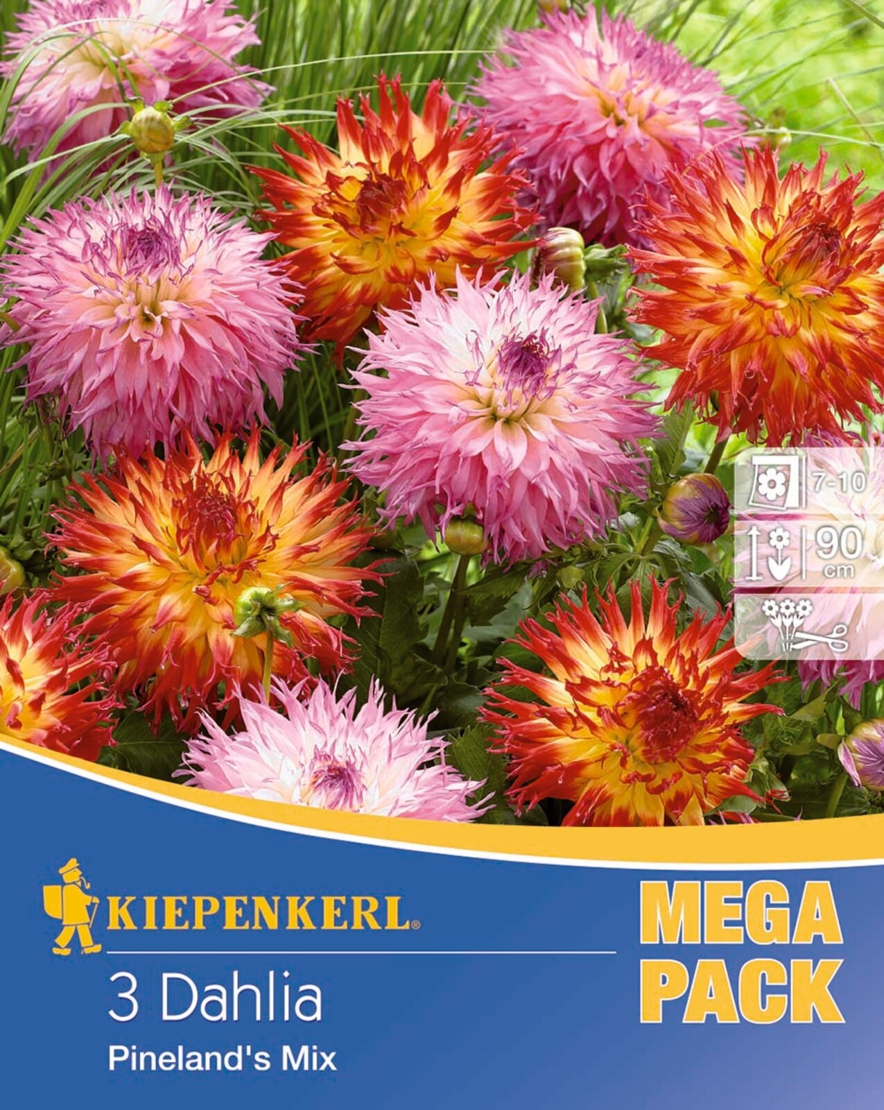 Dahlia bulb with fringes Pineland´s Mix Kiepenkerl 3 pcs