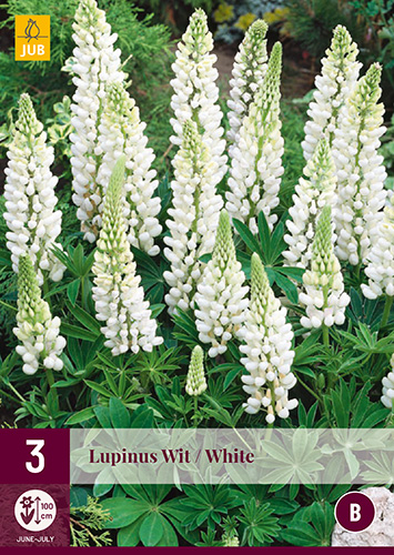 Trvalka Lupinus Wit/White (Lupinus hviezdicový) 3 ks JUB