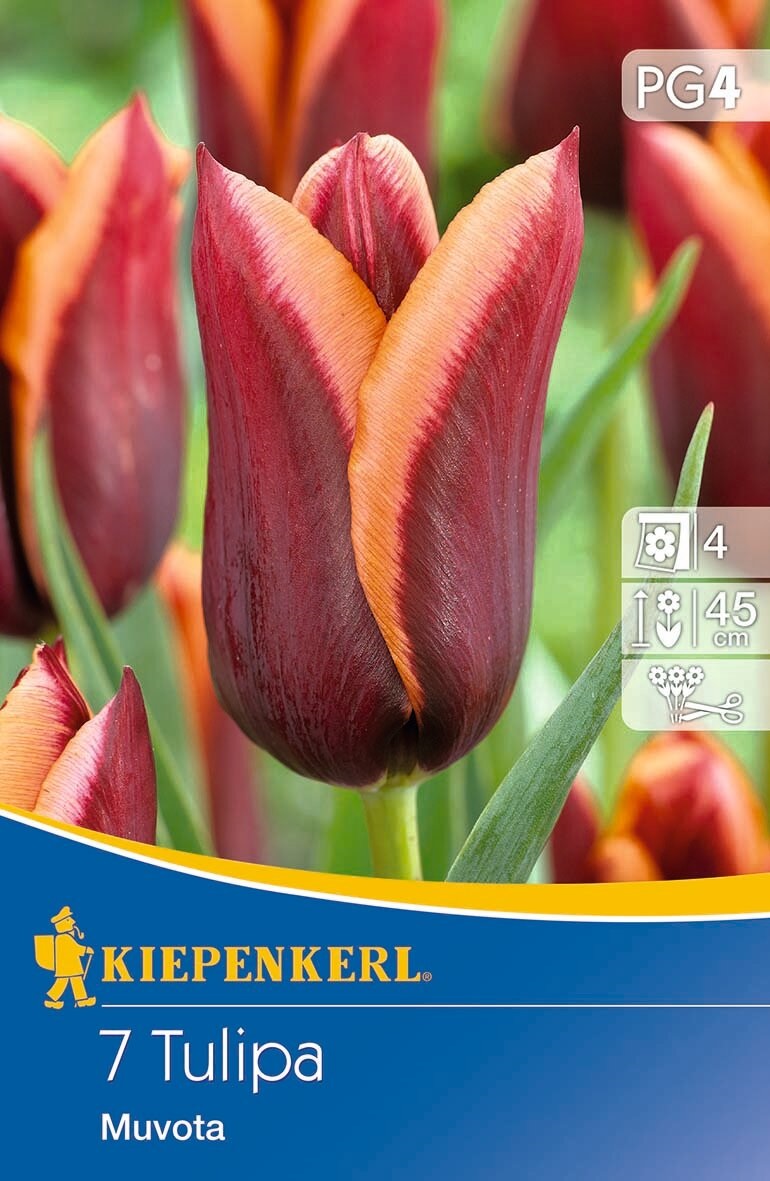 Bulb Tulip Triumph Muvota 7 bulbs Kiepenkerl