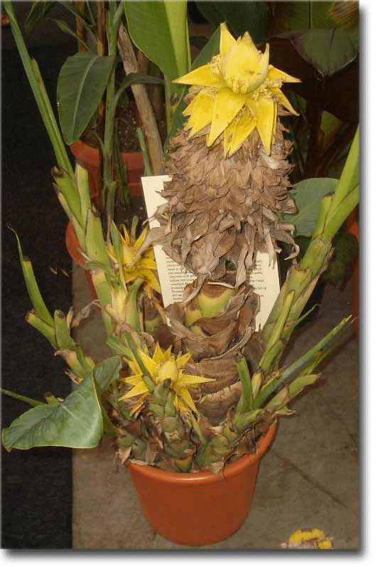 Banánovník lotosový (Musella lasiocarpa) 5 semien