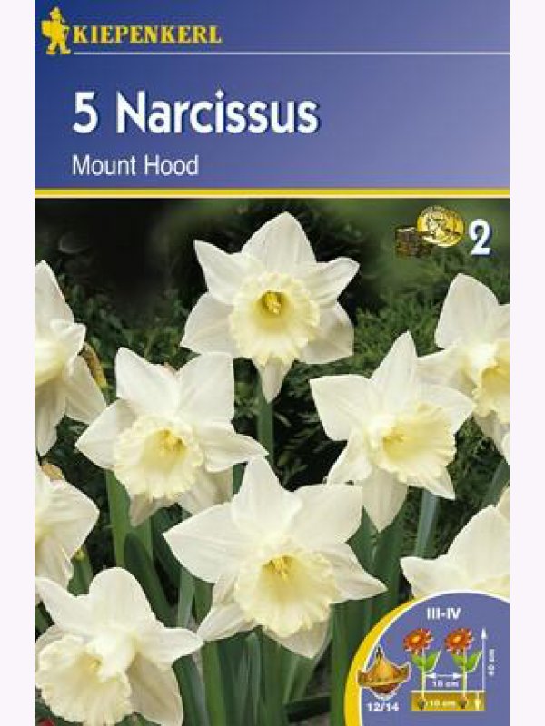 Nárcisz hagyma Kiepenkerl Mount Hood 5 db