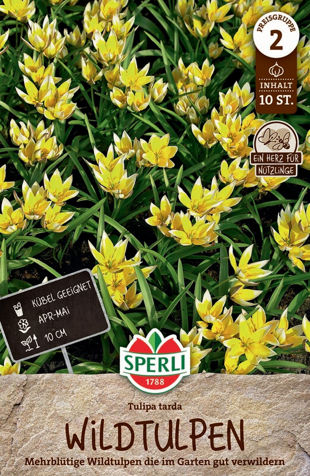 Flower bulb Tulip wild tulip Tulipa tarda 10 pcs Sperli