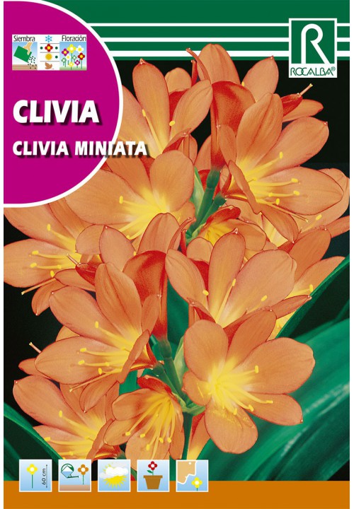 Klívia  (Clivia miniata)
