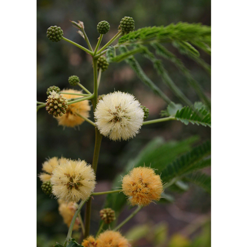 Albízia voňavá (Albizia odoratissima) 5 semien