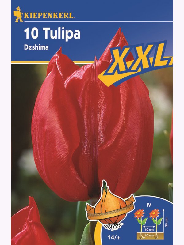 Tulipánové cibule XXL, Kiepenkerl Triumf Deshima 10 ks