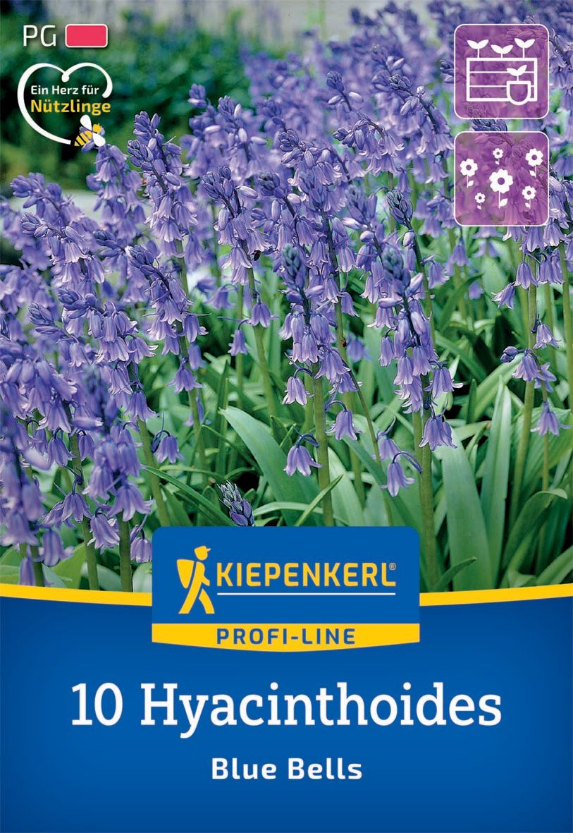 Flower bulb English bluebell Blue Bell 7 pcs Kiepenkerl