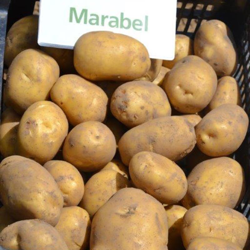 Zemiaky na sadenie morené Marabel 50 ks
