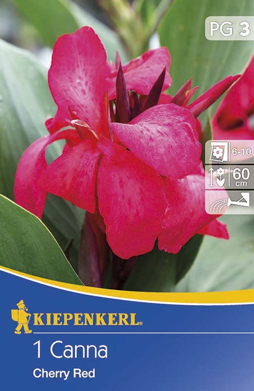 Cibule kvetov Kiepenkerl Canna Cherry Red kirschrot 1 ks