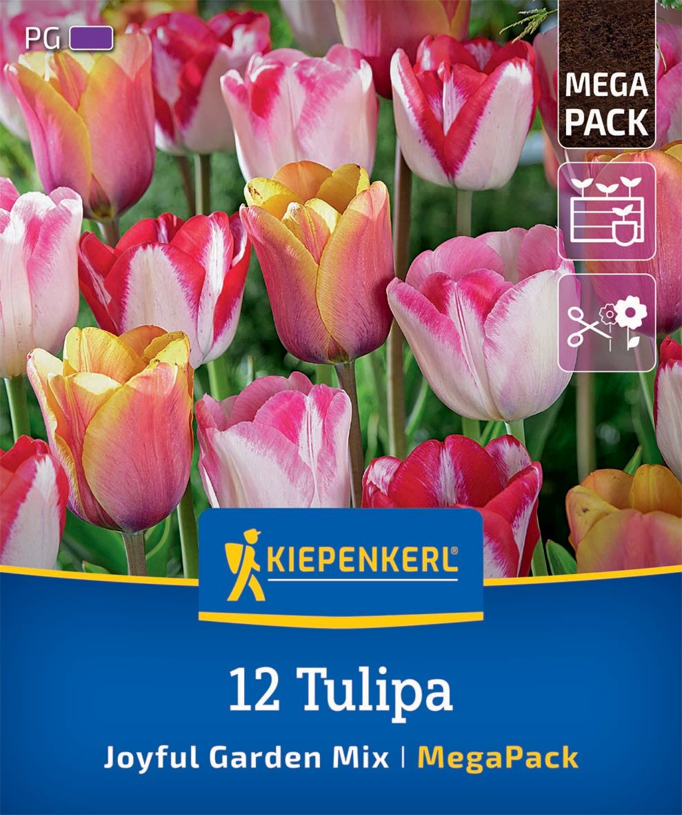 Virághagyma Tulipán Joyful Garden Mix Megapack Kiepenkerl 12 db