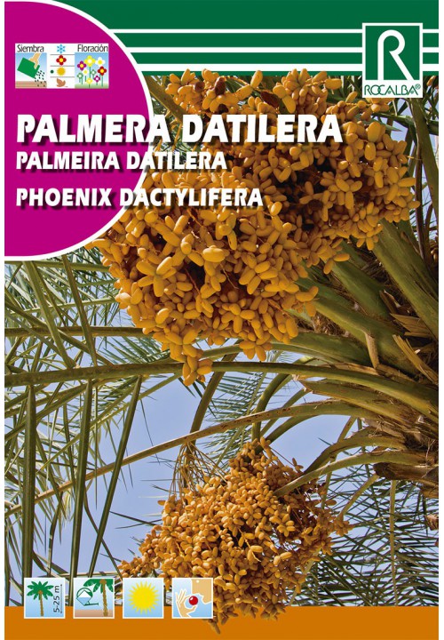 Datolyapálma (Phoenix dactylifera) Rocalba 6 g