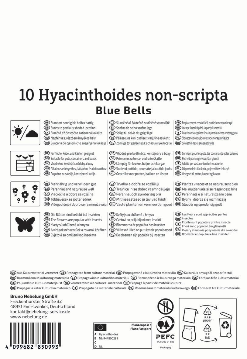 Flower bulb English bluebell Blue Bell 7 pcs Kiepenkerl