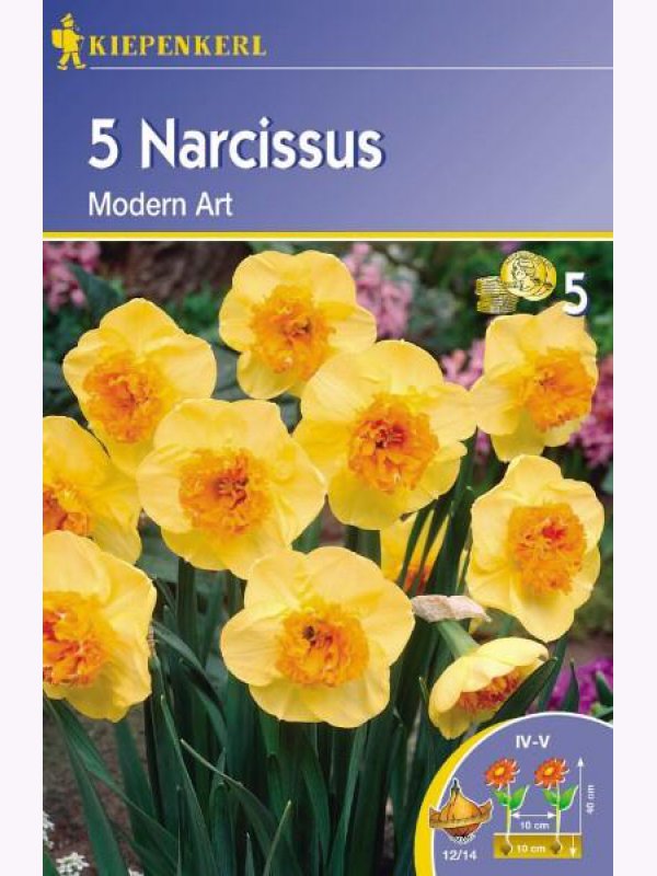 Narcis cibule Kiepenkerl Modern Art 5 ks