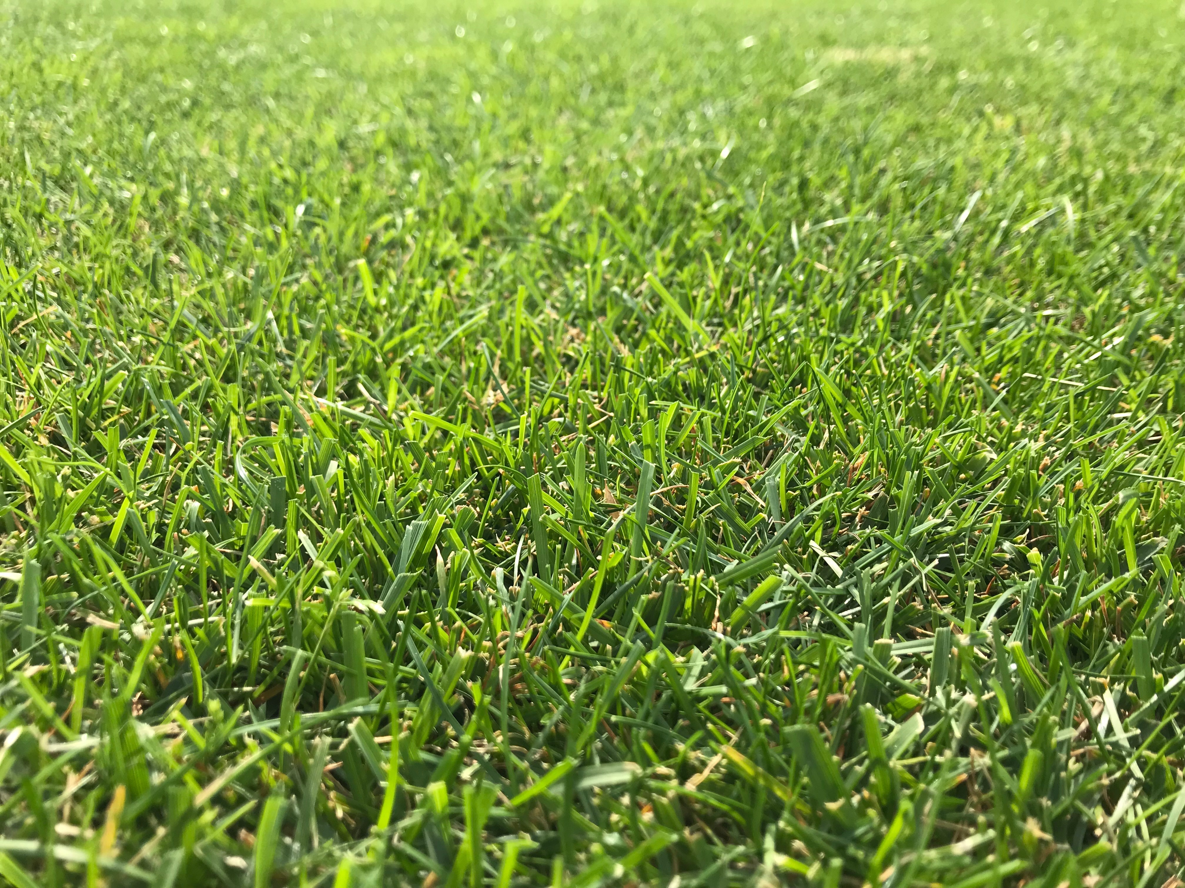 Trávnikové osivo Barenbrug Watersaver (suchoodolné) 5 kg