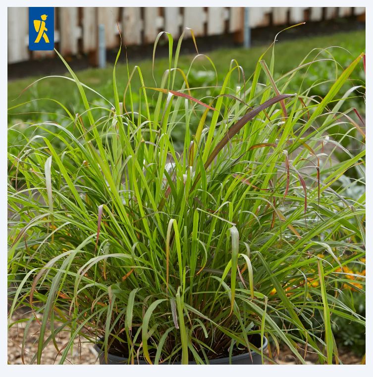 Indiai citromnád-East Indian Kiepenkerl ca. 50 db mag