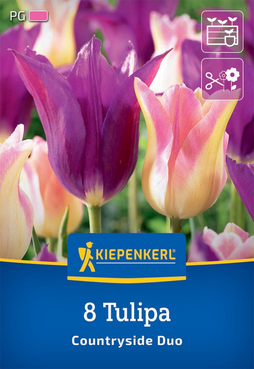 Virághagyma Tulipán Coutryside Duo Kiepenkerl 8 db