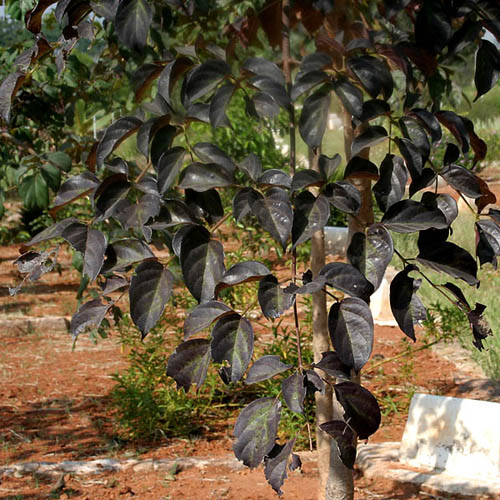 Indická trúbka (Oroxylum indicum) 5 semien