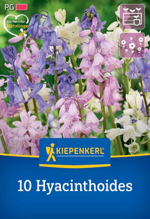 Virághagyma Spanyol kékcsengő Mix (Hyacintoides) Kiepenkerl 10 db