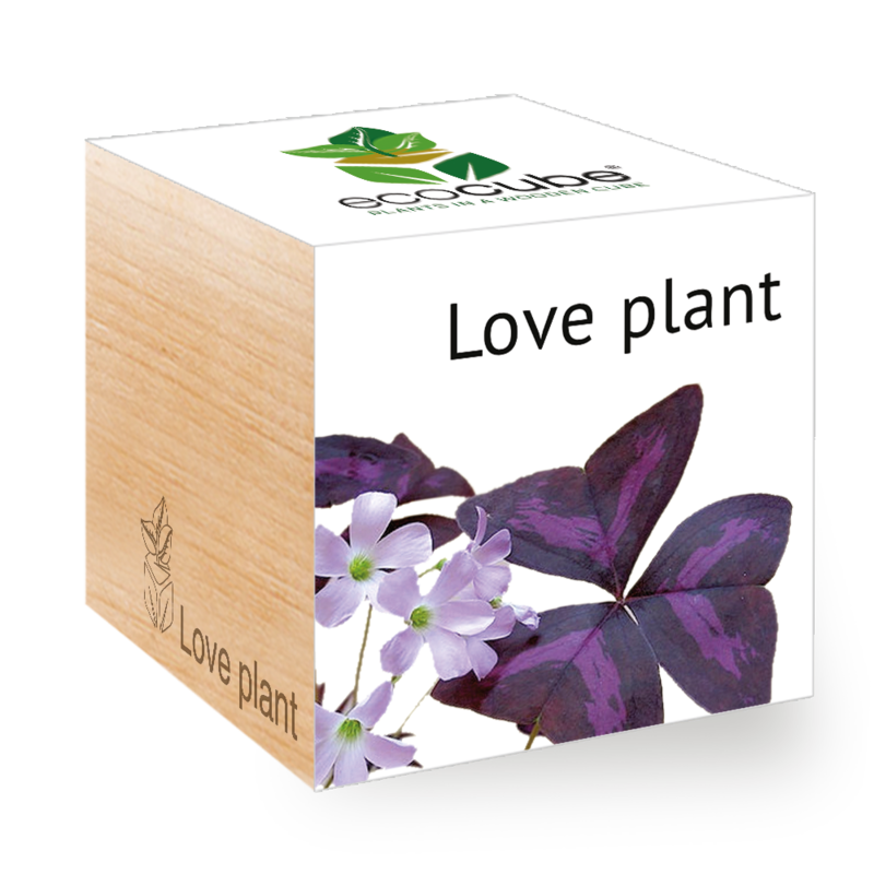 ecocube-Szerelemvirág