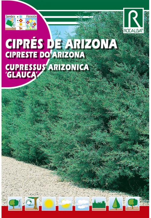 Ezüstöskék arizónai ciprus (Cupressus arizonica glauca) 2 g Rocalba