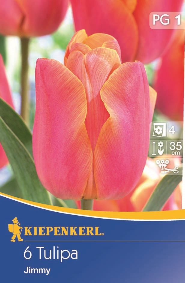 Tulipánové cibule Triumf, Kiepenkerl Jimmy 6 ks