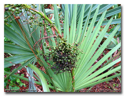 Trpasličie palmetto (Sabal minor) 5 semien