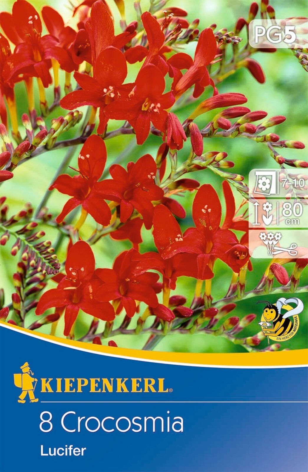 Flower bulb Willow wormwood (Crocosmia) Lucifer (red) Kiepenkerl 8 pcs