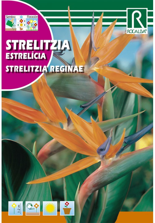 Strelícia kráľovská oranžová  (Strelitzia reginae)
