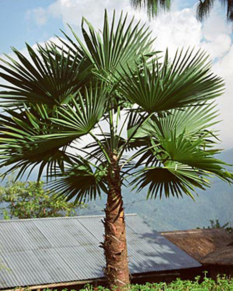 Trachykarp konopný  (Trachycarpus latisectus) 5 semien