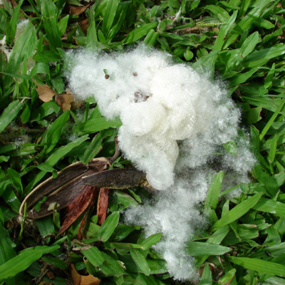 Vörös selymesgyapotfa (Bombax ceiba) 5 szem