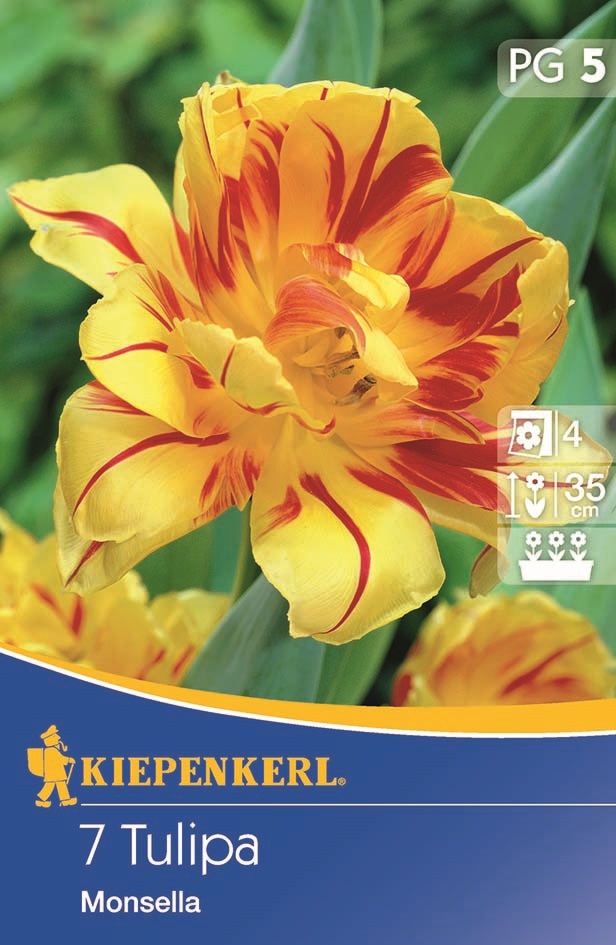 Tulipánové cibule, plný Kiepenkerl Monsella 7 ks