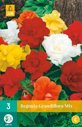Cibuľa Begonia Grandifllora Mix 3 kusy JUB