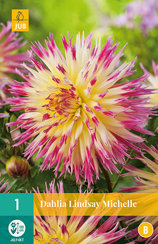 Virághagyma Dália Lindsay Michelle 1 db JUB
