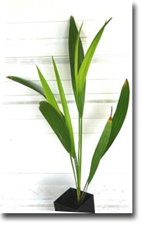 Medová palma (Jubaea chilensis) 5 semien