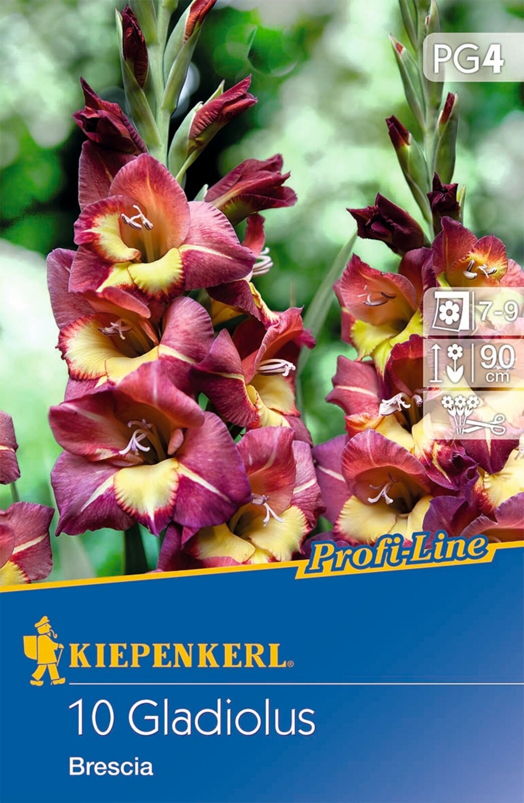 Bulb Gladiolus Brescia (burgundy-yellow) Kiepenkerl 10 pcs