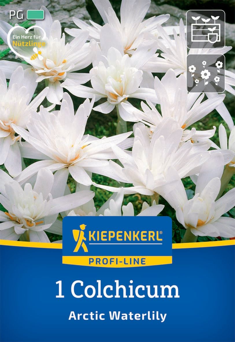 Cvikla cibuľkonosná (Colhicum) Arktická vodná kvetina Kiepenkerl 1 ks