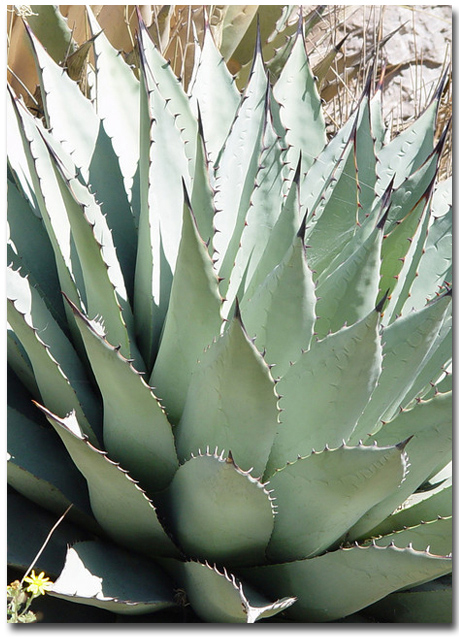 Mescal agave (Agave parryi var. neomexicana) 5 semien