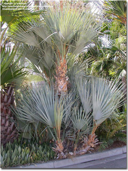 Palma strieborná (Nannorrhops arabica Silver) 5 semien