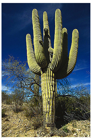 Kaktus Saguaro (Carnegiea gigantea) 5 semien