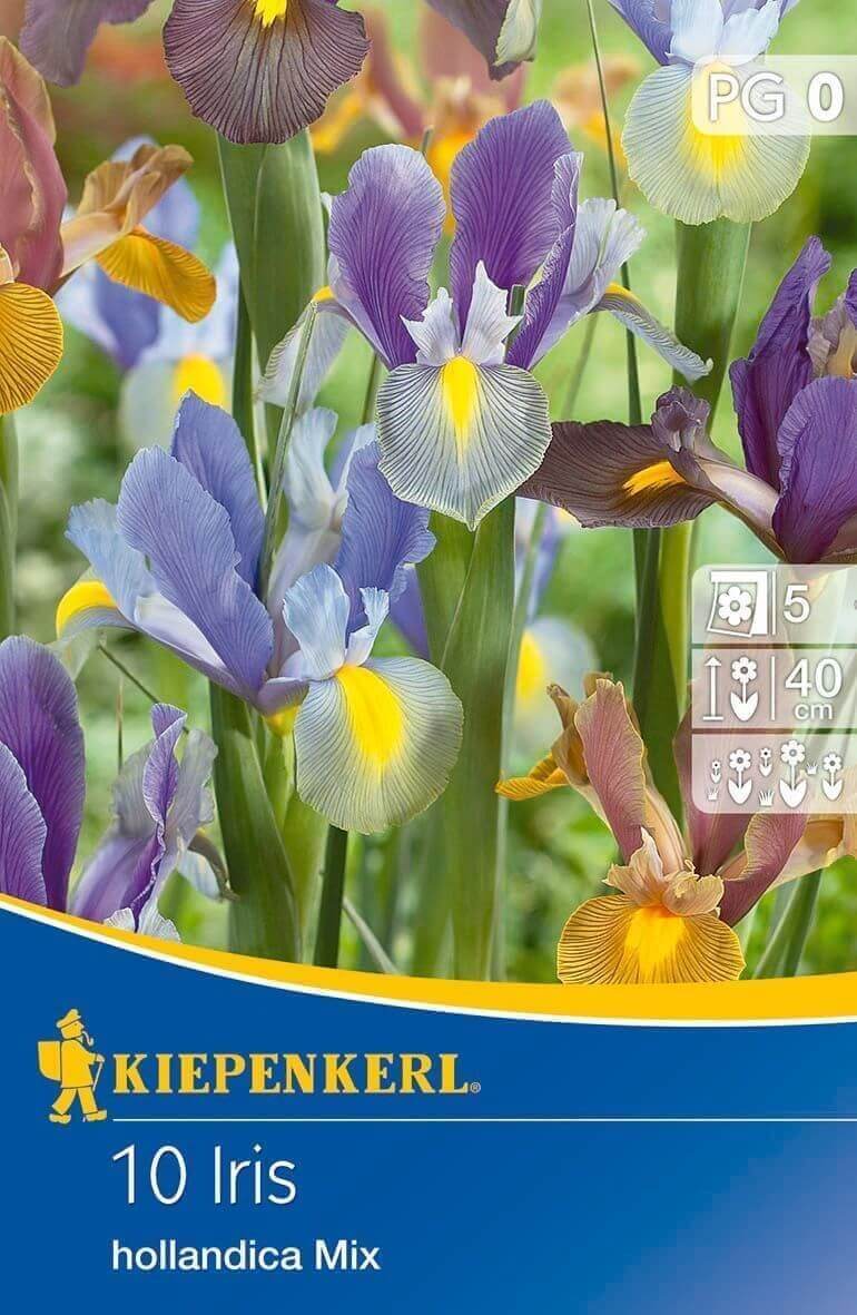 Virághagyma Iris hollandica színkeverék 10 db Kiepenkerl