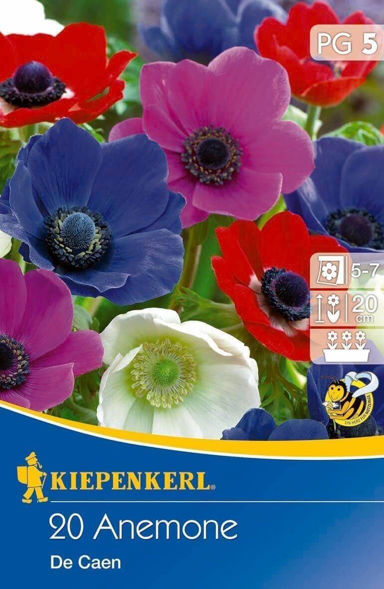 Virághagyma Szellőrózsa (Anemone) színkeverék De Caen 20 db Kiepenkerl