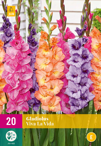 Cibuľa Gladiolus Viva La Vida (Mečový kvet) 20 kusov JUB