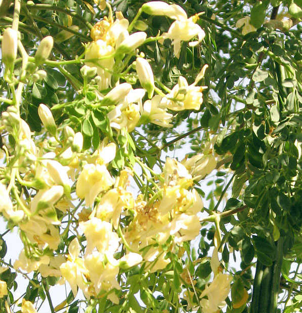 Moringa olejodárna (Moringa oleifera) 5 semien