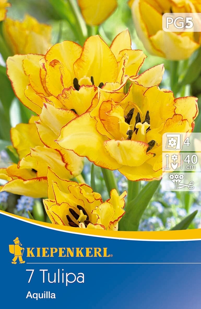 Virághagyma Tulipán csokros virágzatú Aquila 7 db, Kiepenkerl