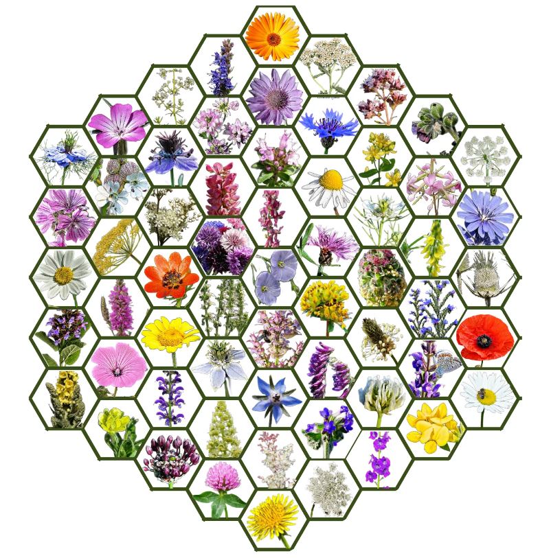 Zmes semien divokých kvetov z Maďarska Zümmögde 5g