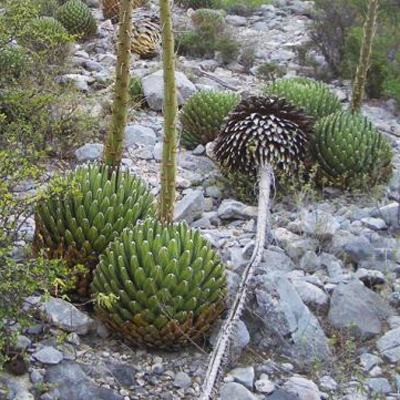 Agave kráľovská (Agave victoriae-reginae (Huasteca Canyon)) 5 semien
